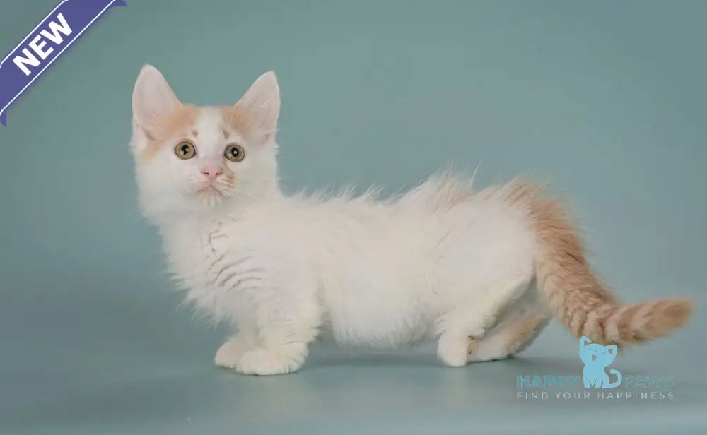 Drake Munchkin male red with white live animals