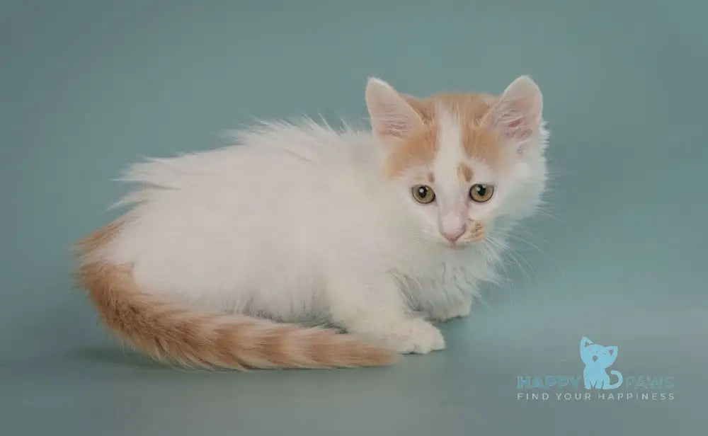 Drake Munchkin male red with white live animals