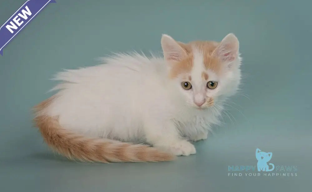 Drake Munchkin male red with white live animals