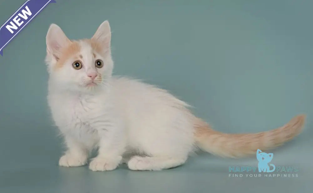 Drake Munchkin male red with white live animals