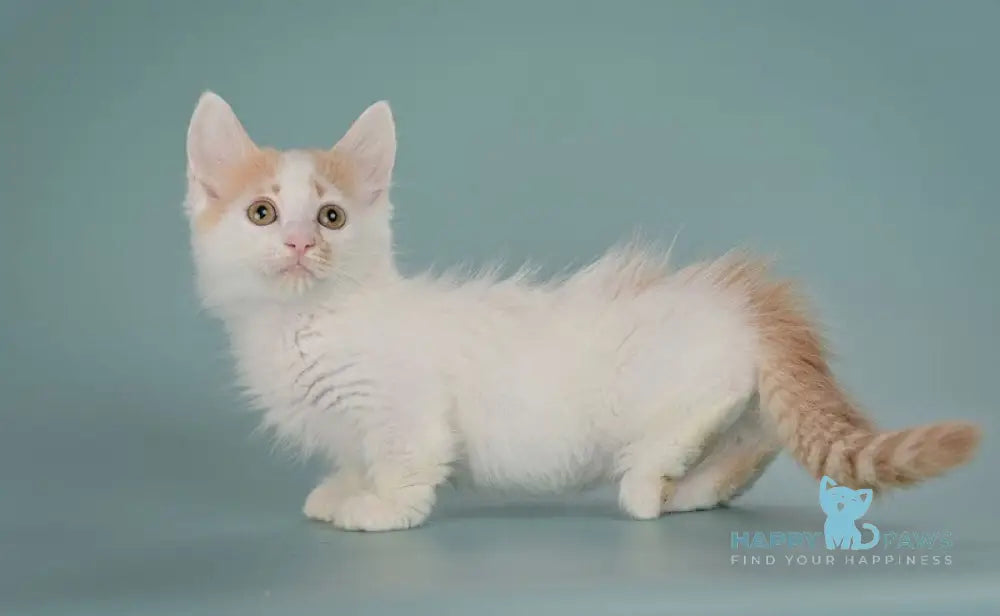 Drake Munchkin male red with white live animals