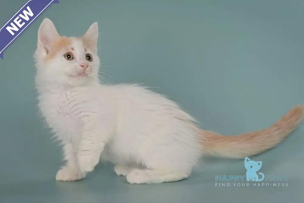 Drake Munchkin male red with white live animals