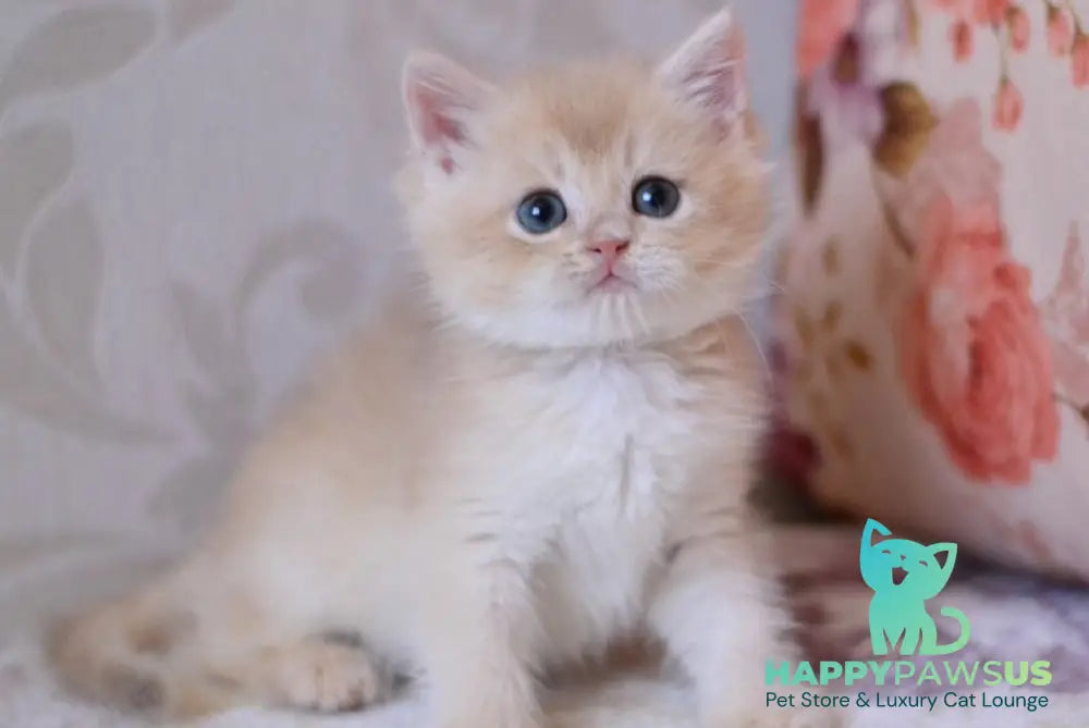 Drako British Shorthair male blue golden chinchilla - live animals