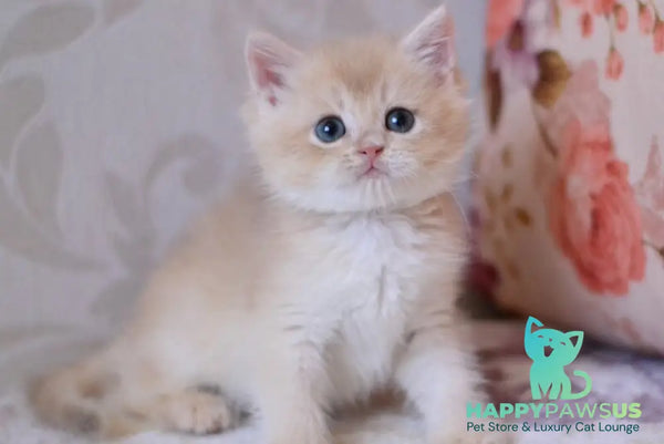 Drako British Shorthair male blue golden chinchilla - live animals