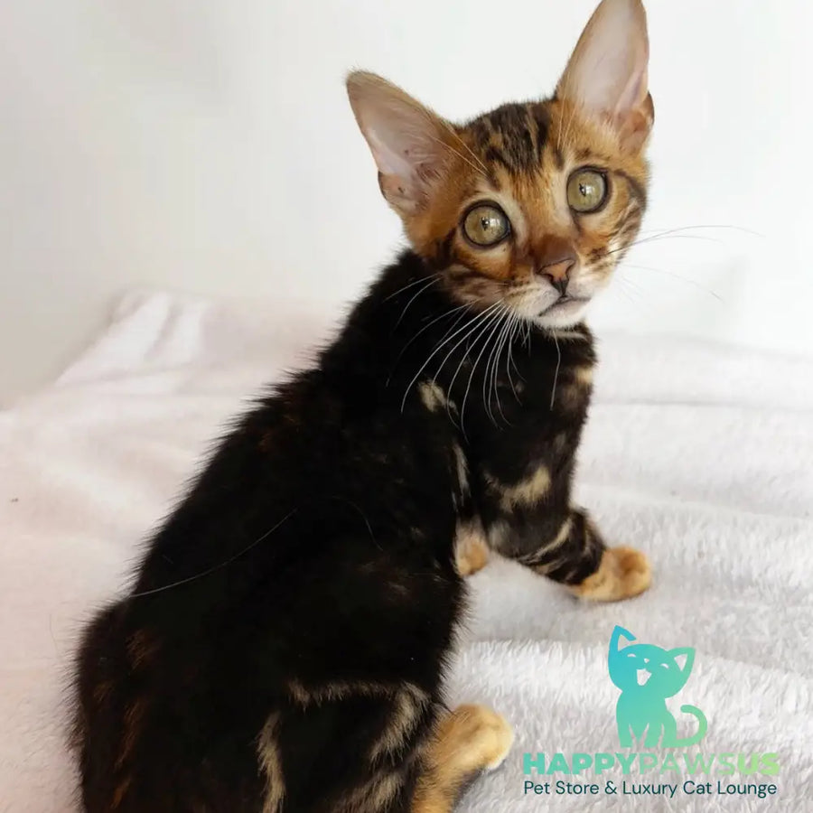 Drakula Bengal male black tabby - live animals