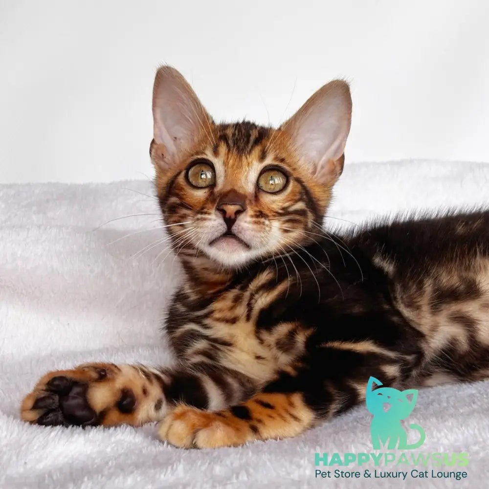 Drakula Bengal male black tabby - live animals