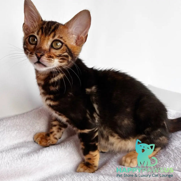 Drakula Bengal male black tabby - live animals