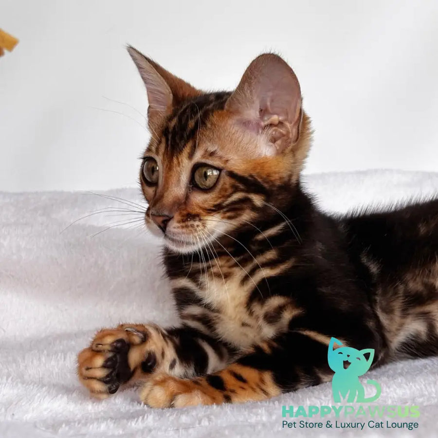 Drakula Bengal male black tabby - live animals