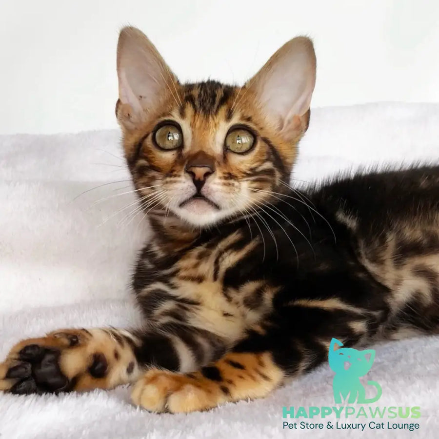 Drakula Bengal male black tabby - live animals