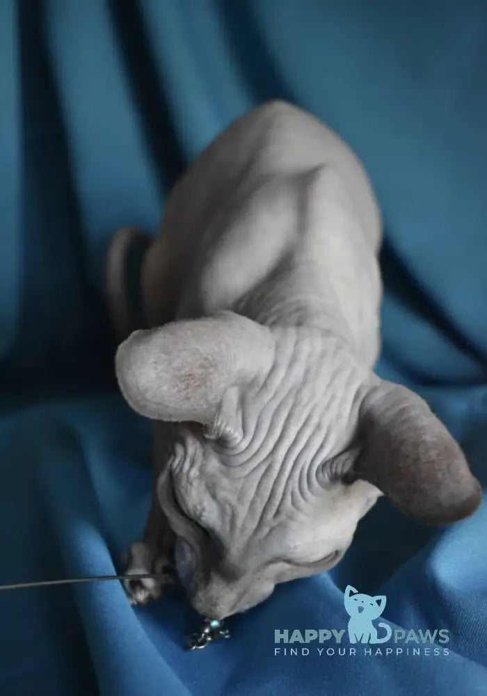 Drax Canadian Sphynx male blue live animals