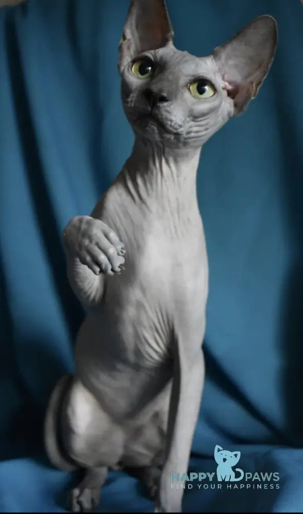 Drax Canadian Sphynx male blue live animals
