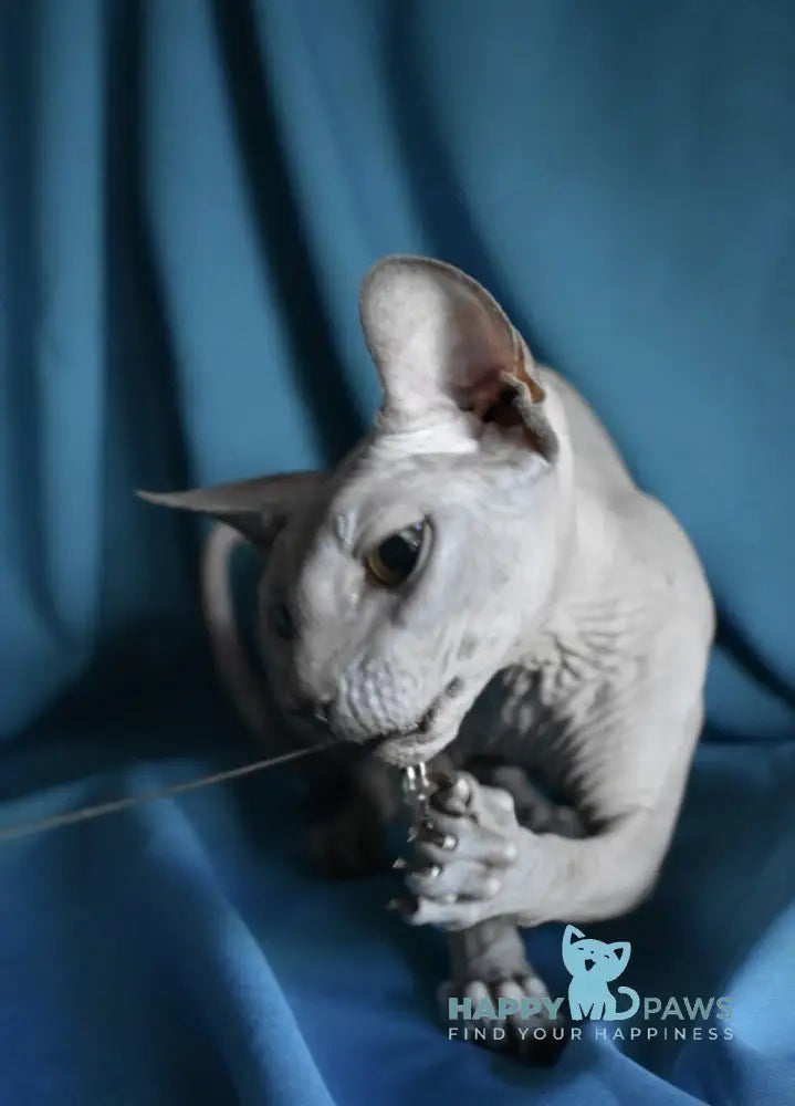 Drax Canadian Sphynx male blue live animals