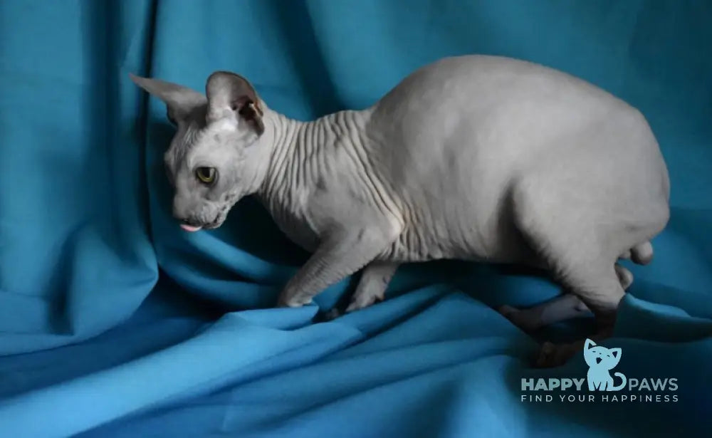Drax Canadian Sphynx male blue live animals
