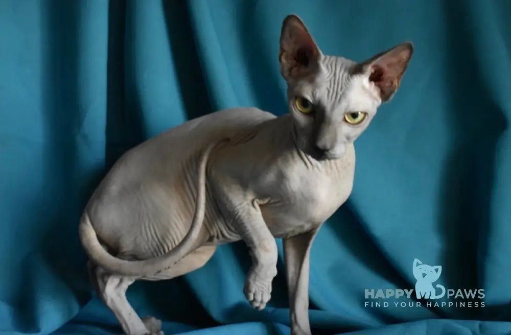 Drax Canadian Sphynx male blue live animals