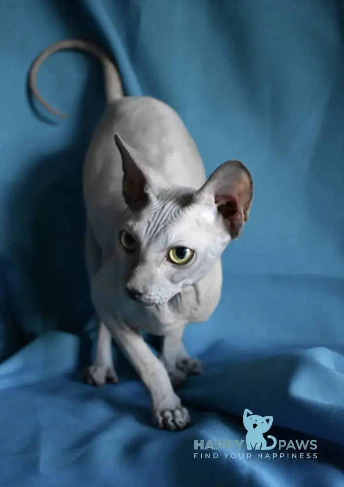 Drax Canadian Sphynx male blue live animals