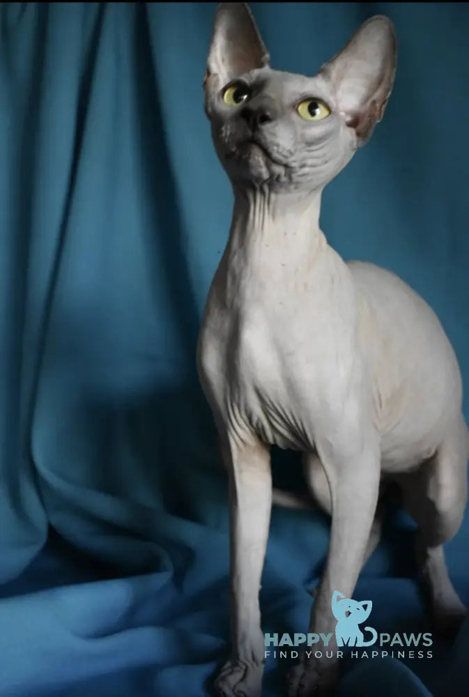 Drax Canadian Sphynx male blue live animals