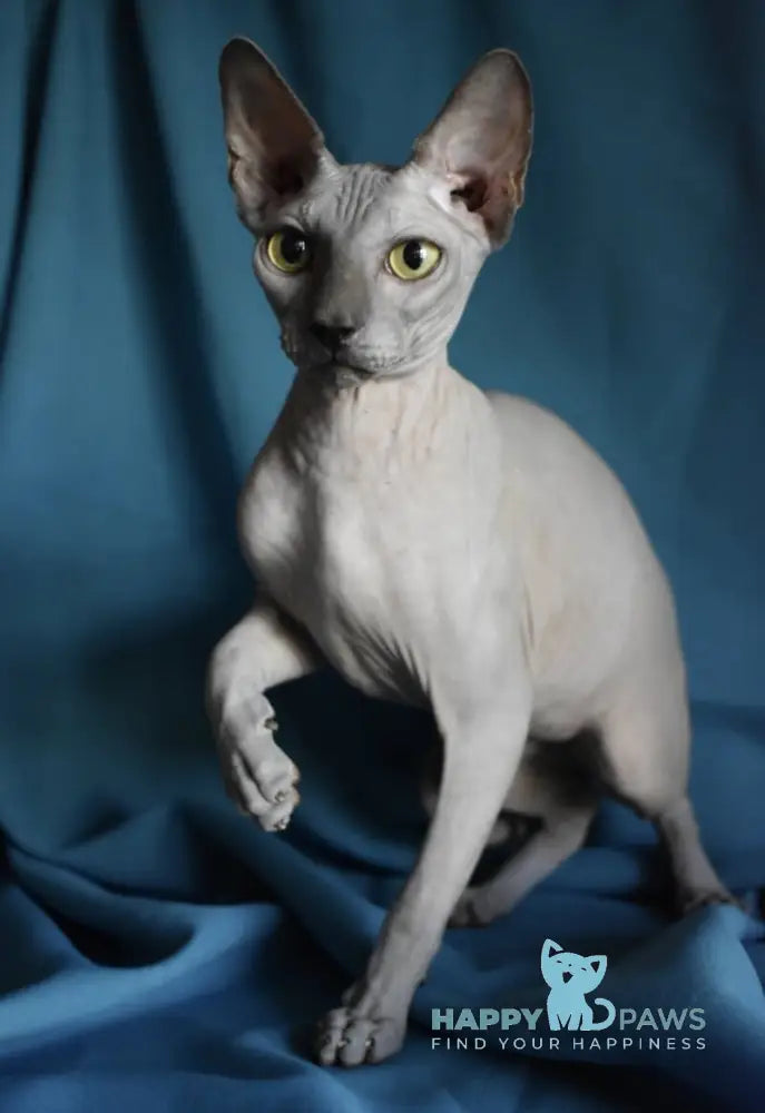 Drax Canadian Sphynx male blue live animals