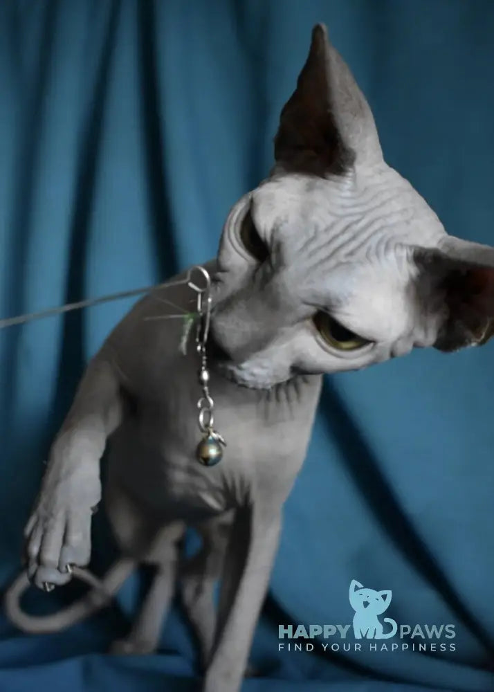 Drax Canadian Sphynx male blue live animals