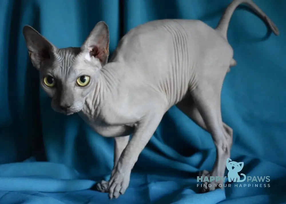 Drax Canadian Sphynx male blue live animals