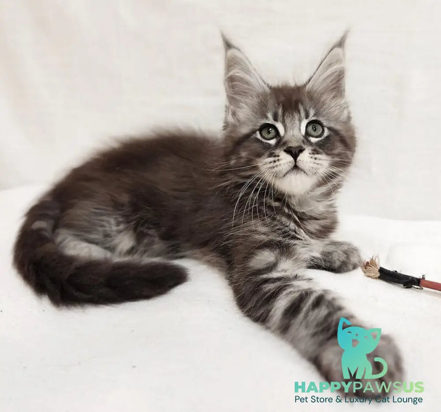 Drayv Maine Coon male black silver tabby - live animals
