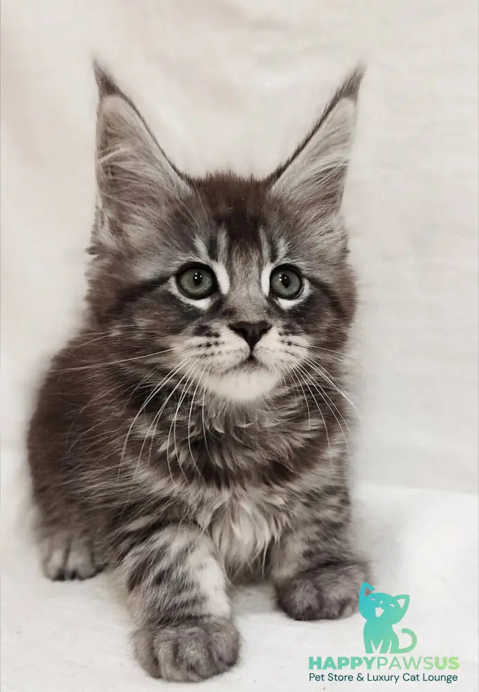 Drayv Maine Coon male black silver tabby - live animals