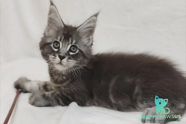 Drayv Maine Coon male black silver tabby - live animals