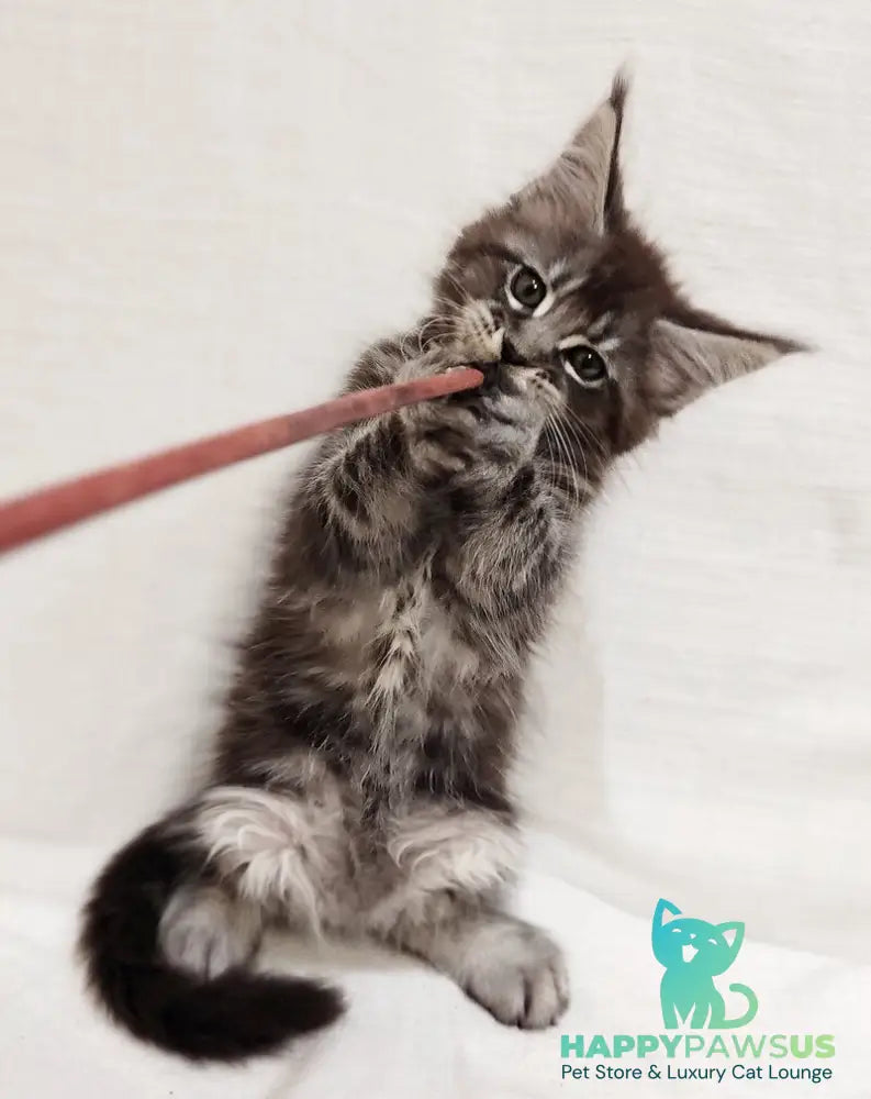 Drayv Maine Coon male black silver tabby - live animals