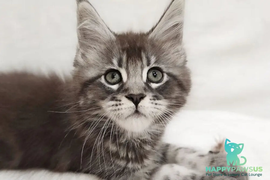 Drayv Maine Coon male black silver tabby - live animals