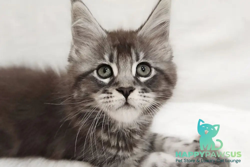 Drayv Maine Coon male black silver tabby - live animals
