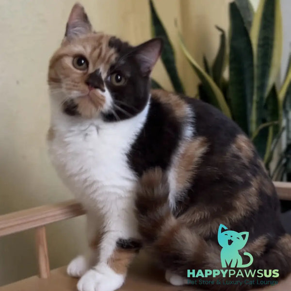 Dream British Shorthair female chocolate tortie bicolour - live animals