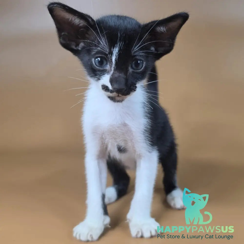 Dreamcake Oriental Shorthair female black bicolour - live animals