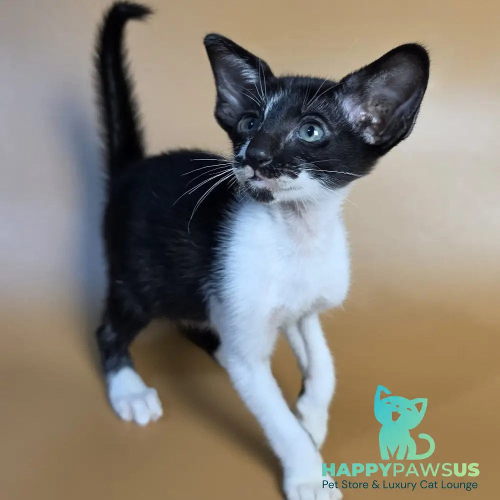 Dreamcake Oriental Shorthair female black bicolour - live animals