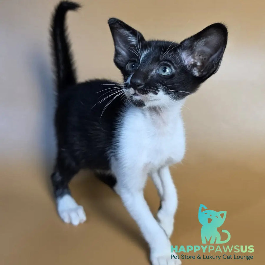 Dreamcake Oriental Shorthair female black bicolour - live animals