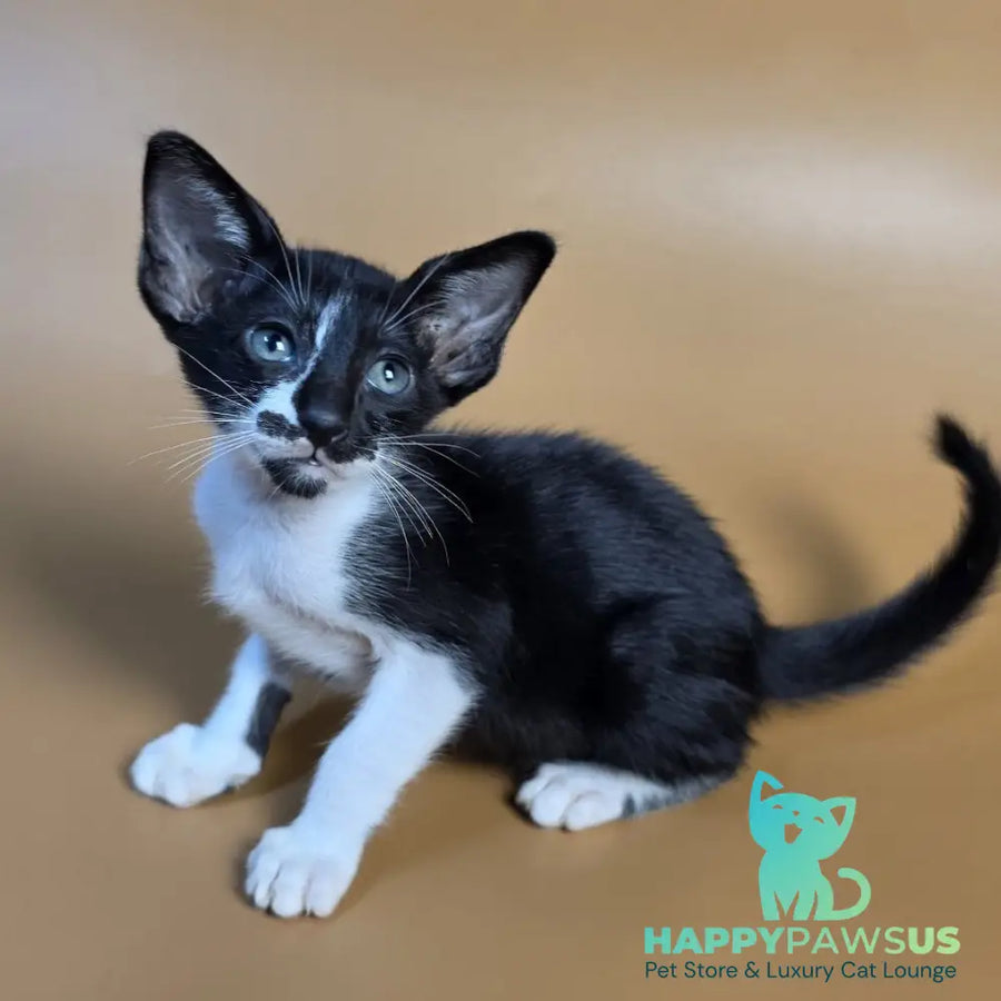 Dreamcake Oriental Shorthair female black bicolour - live animals