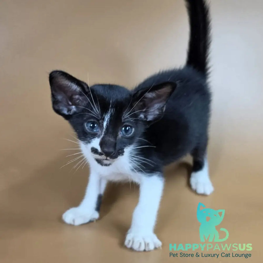 Dreamcake Oriental Shorthair female black bicolour - live animals