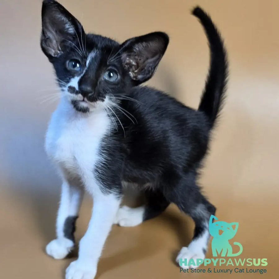 Dreamcake Oriental Shorthair female black bicolour - live animals