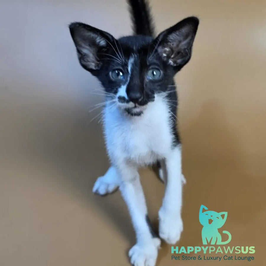 Dreamcake Oriental Shorthair female black bicolour - live animals