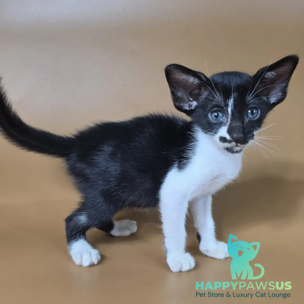 Dreamcake Oriental Shorthair female black bicolour - live animals