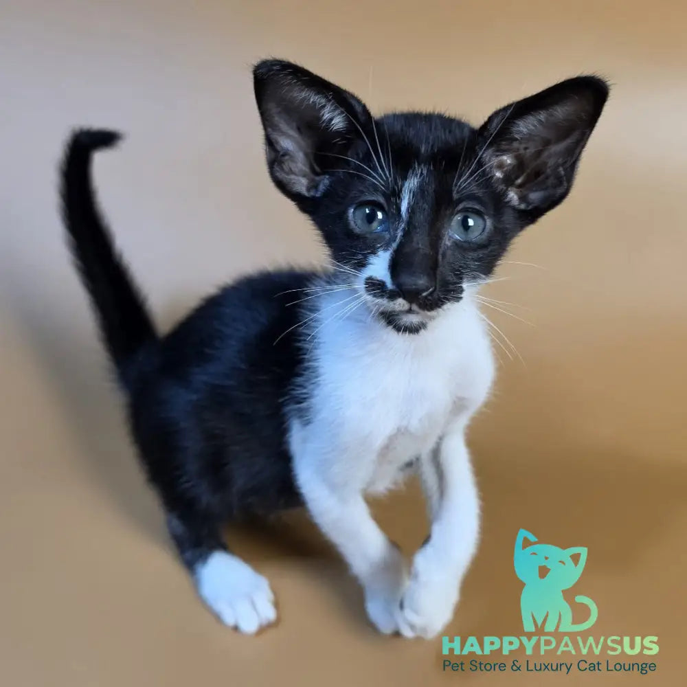 Dreamcake Oriental Shorthair female black bicolour - live animals