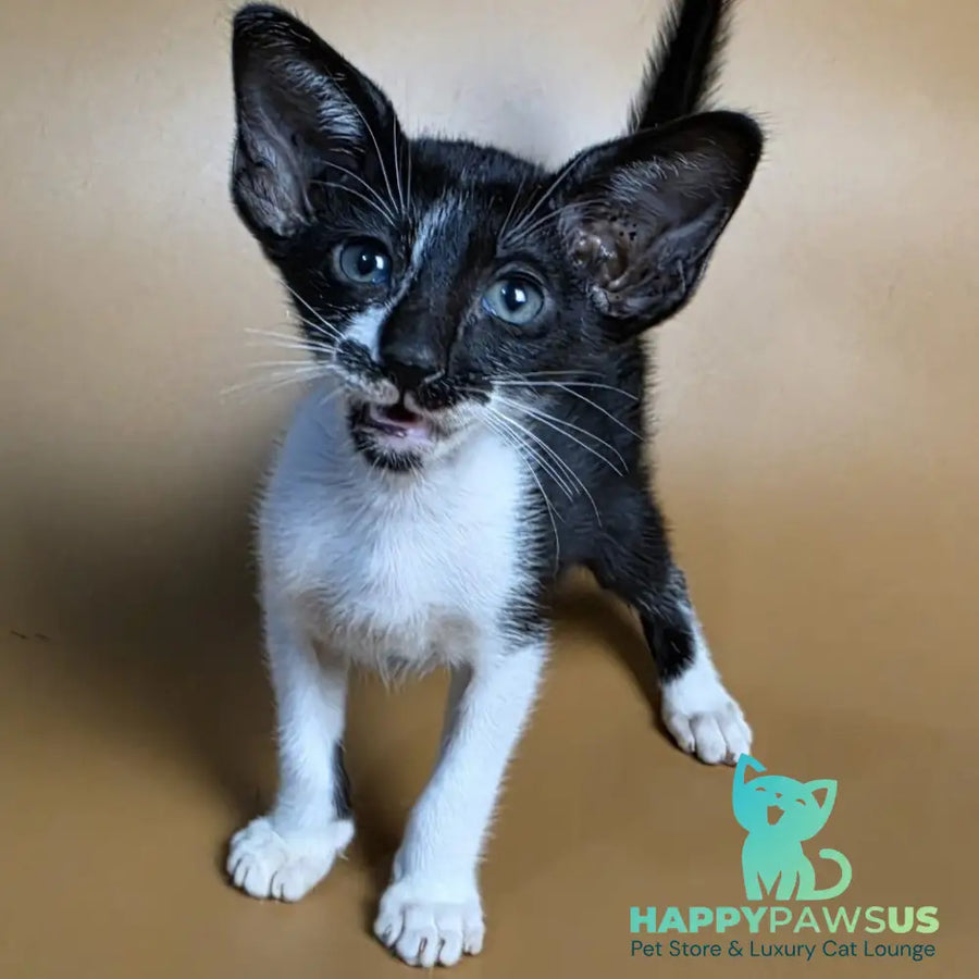 Dreamcake Oriental Shorthair female black bicolour - live animals