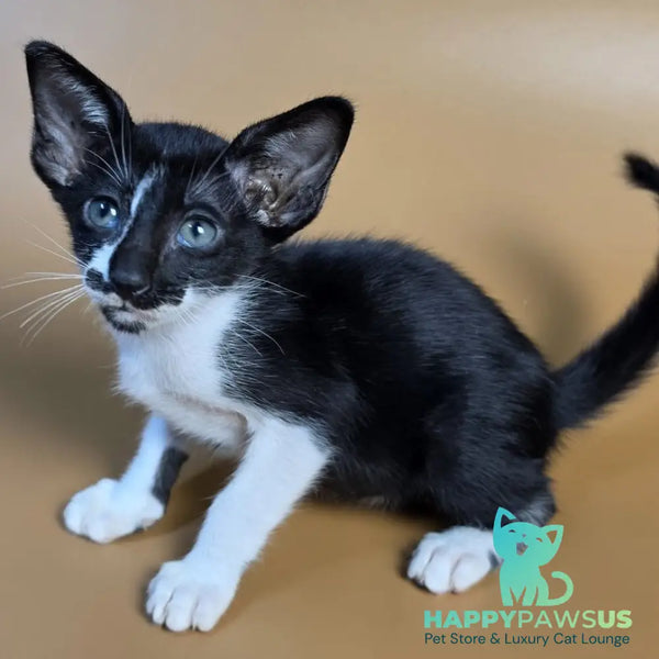 Dreamcake Oriental Shorthair female black bicolour - live animals
