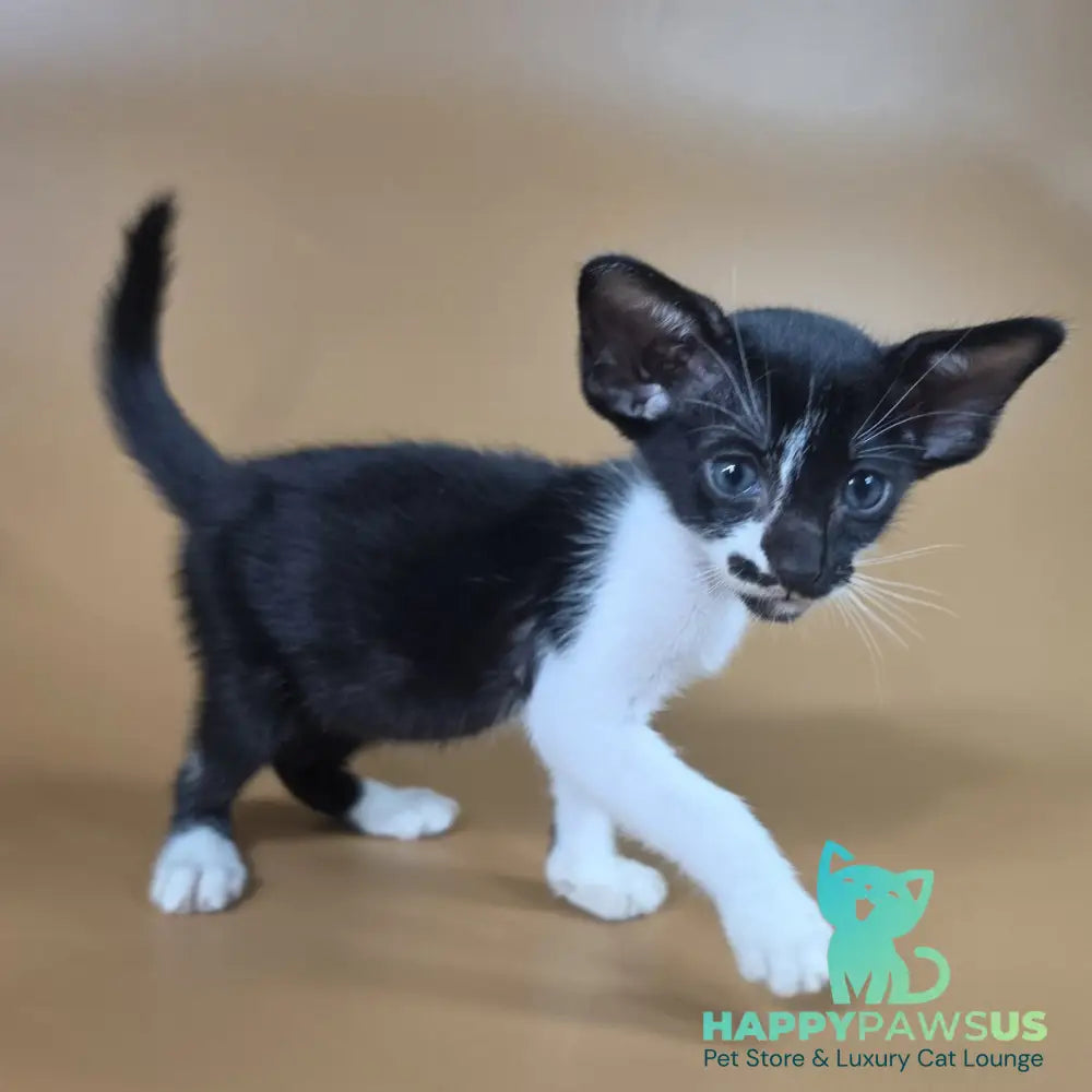 Dreamcake Oriental Shorthair female black bicolour - live animals