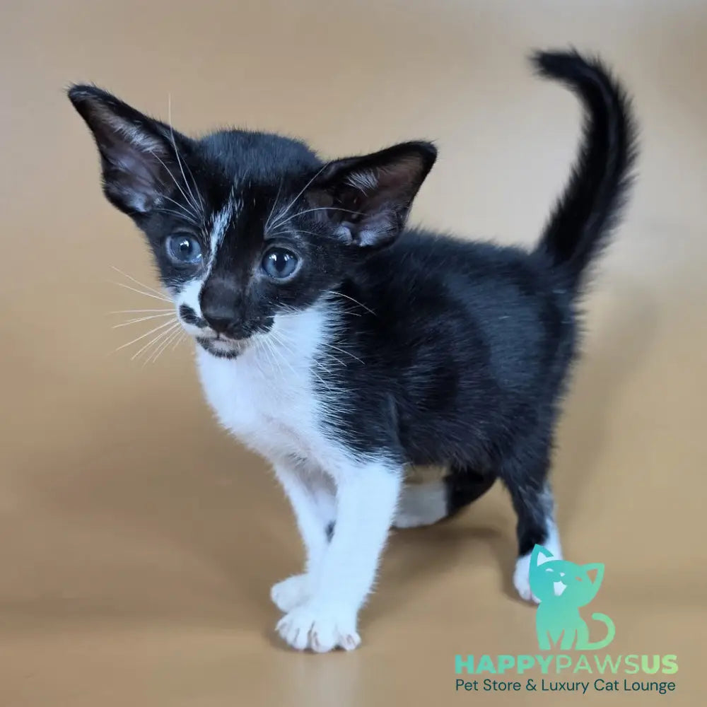 Dreamcake Oriental Shorthair female black bicolour - live animals