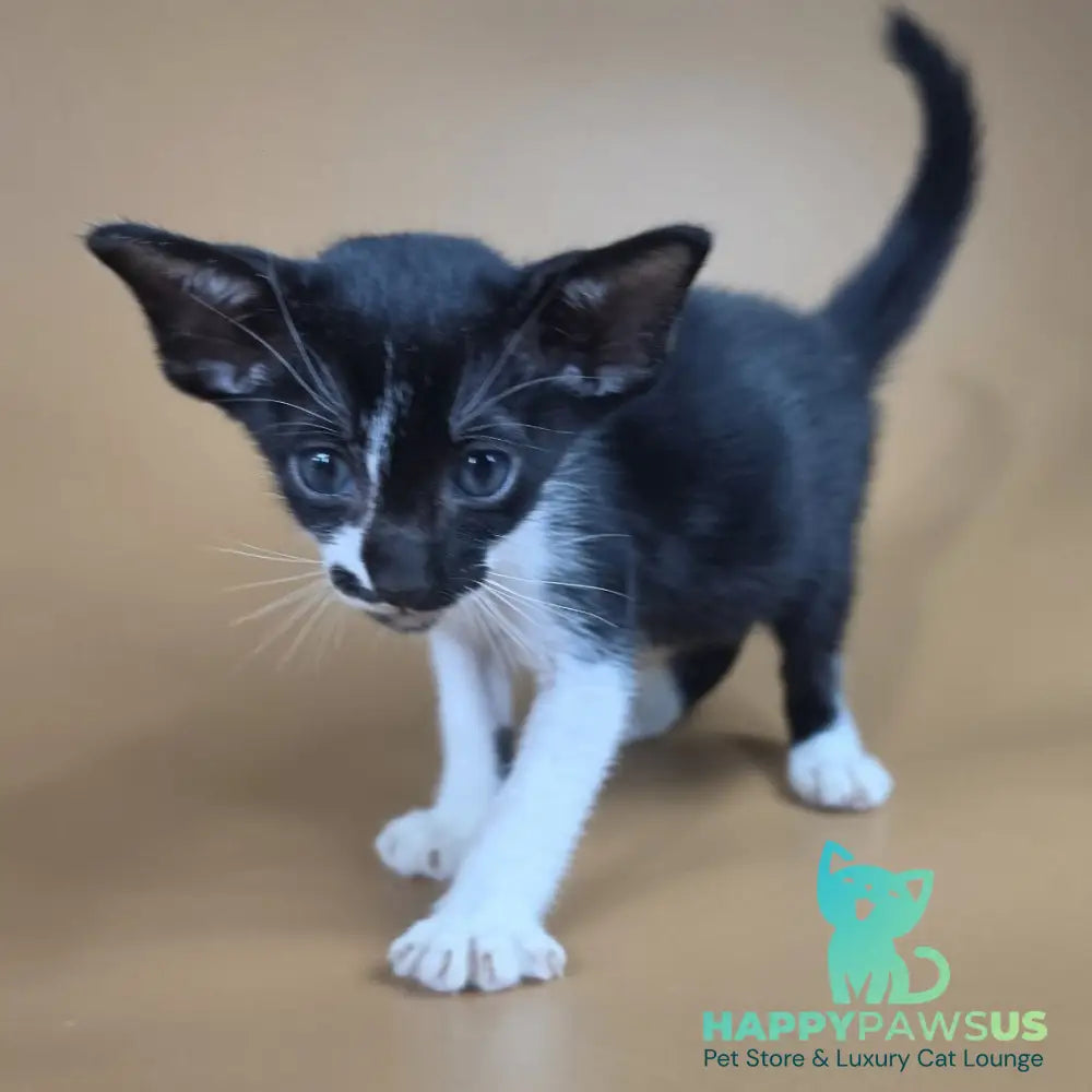 Dreamcake Oriental Shorthair female black bicolour - live animals