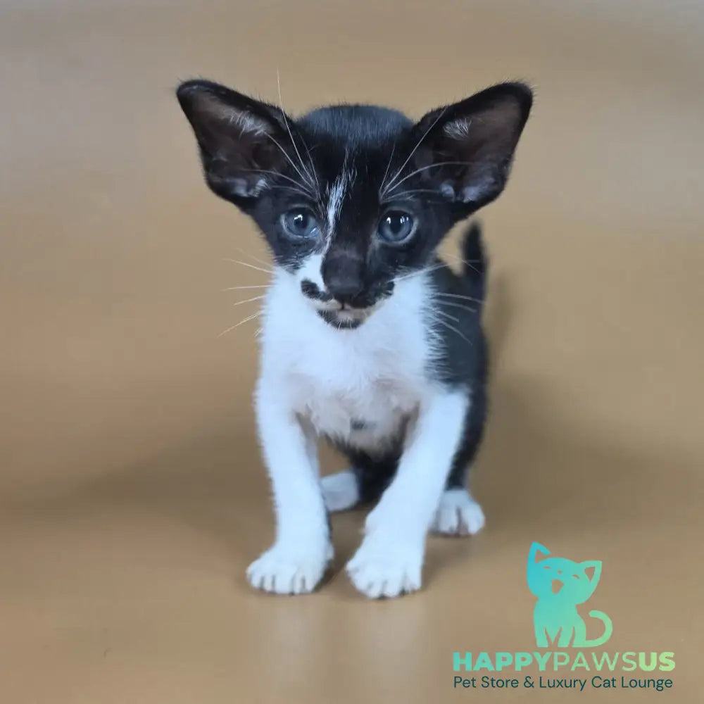 Dreamcake Oriental Shorthair female black bicolour - live animals