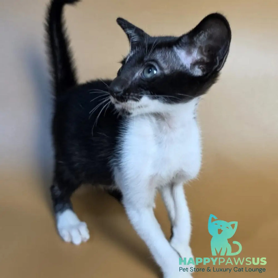Dreamcake Oriental Shorthair female black bicolour - live animals