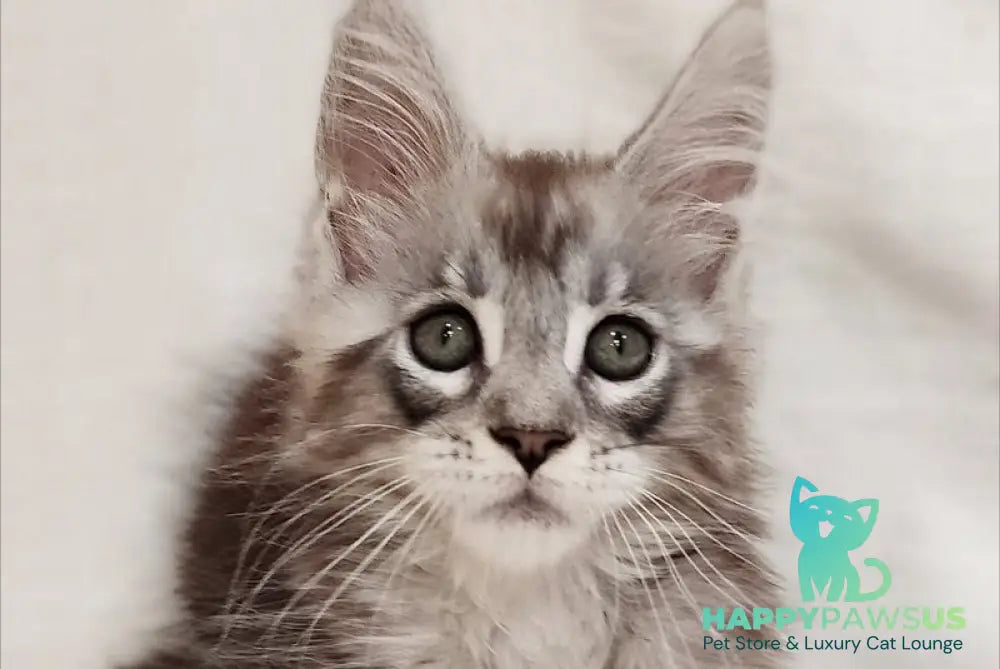 Drheyk Maine Coon male black silver tabby - live animals