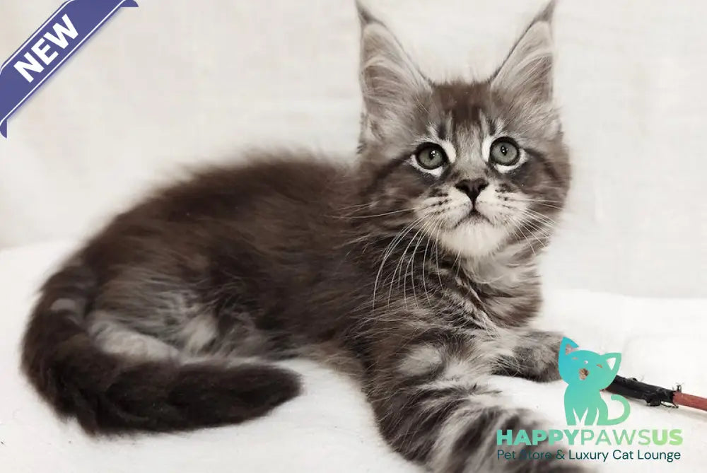 Drive Maine Coon male black silver tabby - live animals