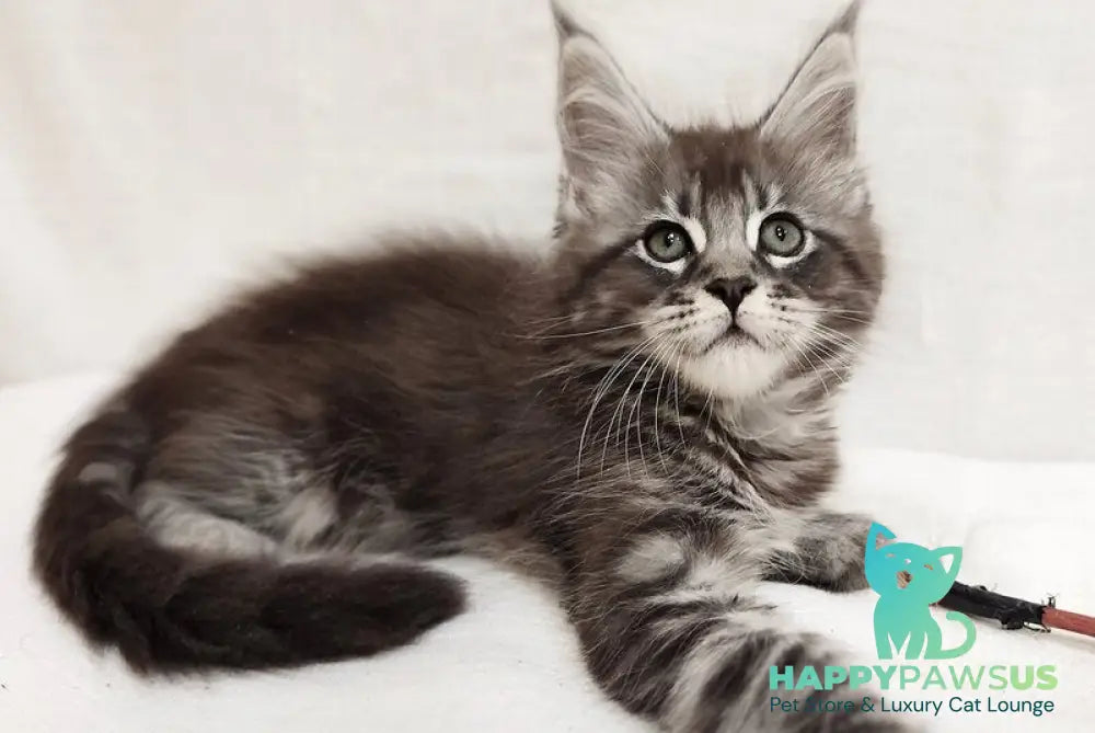 Drive Maine Coon male black silver tabby - live animals