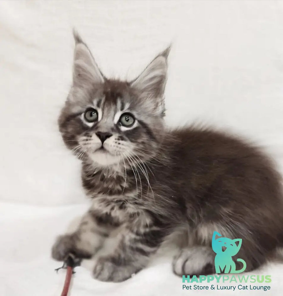 Drive Maine Coon male black silver tabby - live animals